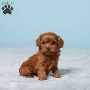 Diamond, Cavapoo Puppy